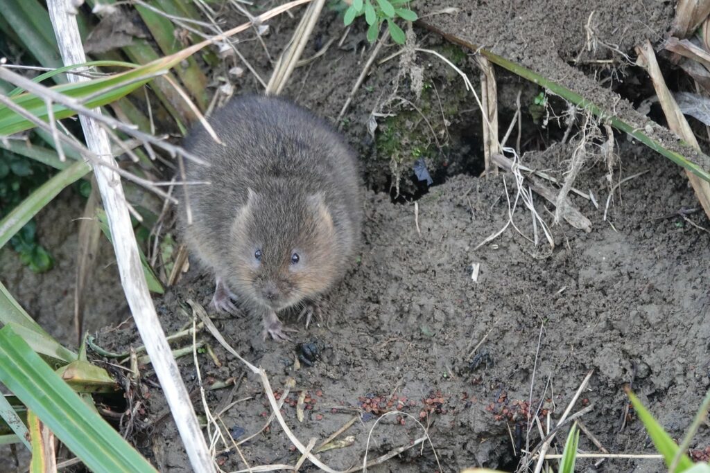 they have special areas for toilets. Unlike rat poo, watervole poo is rounded at both ends