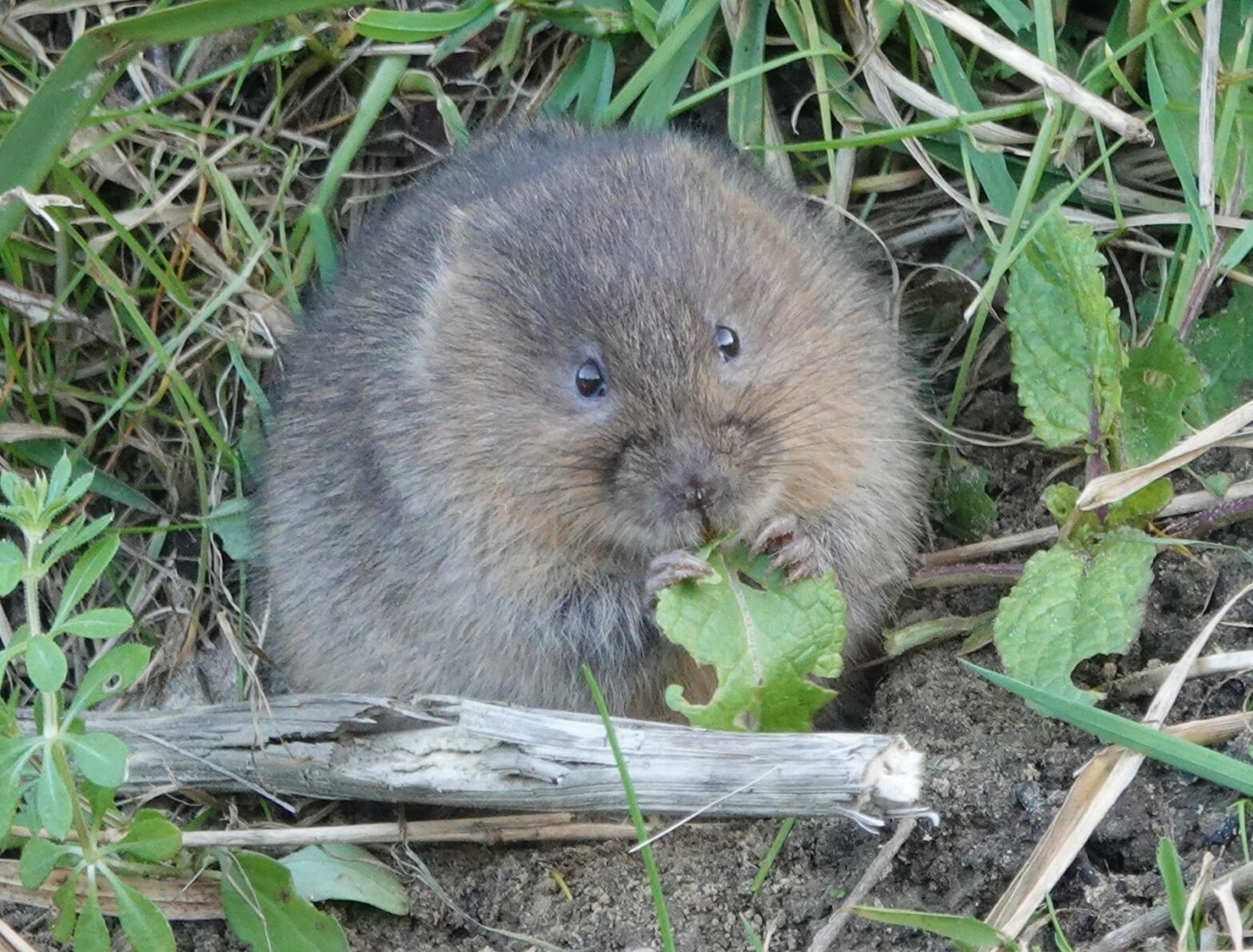 The water vole has chestnut-brown fur, a blunt, rounded nose, small ears, and a furry tail.