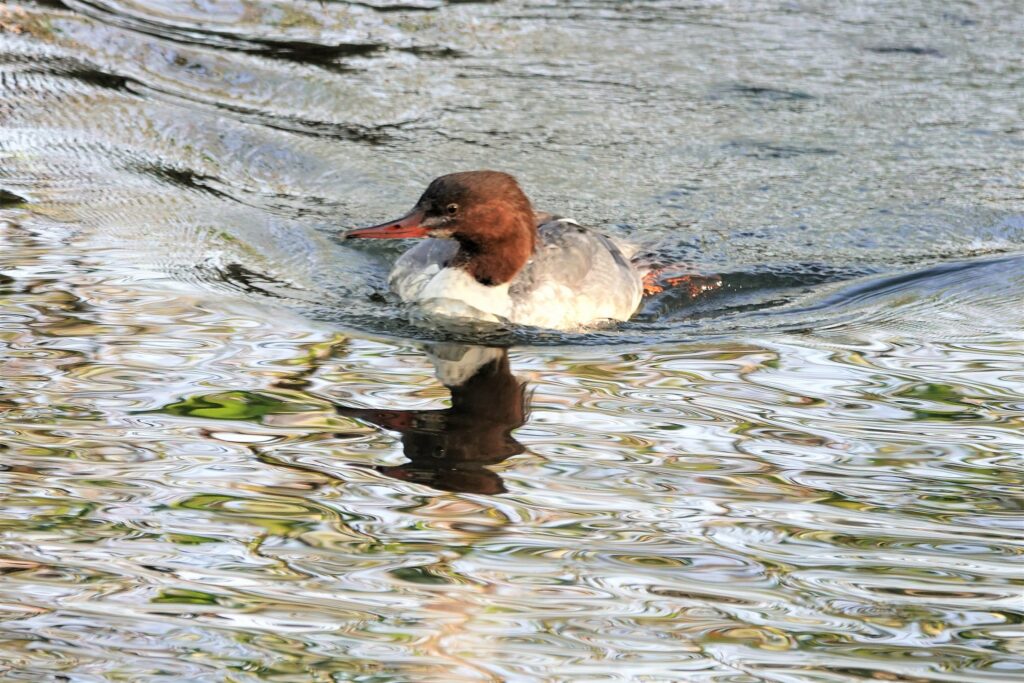 goosander with reflections swimming up the river Asker