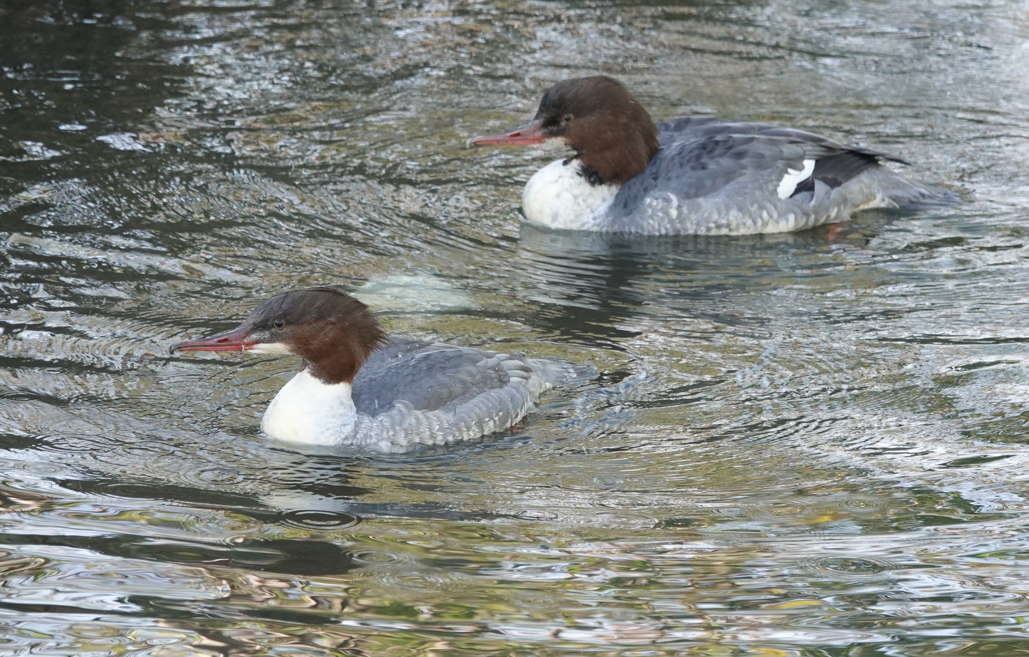 A pair of gossanders in winter plumage