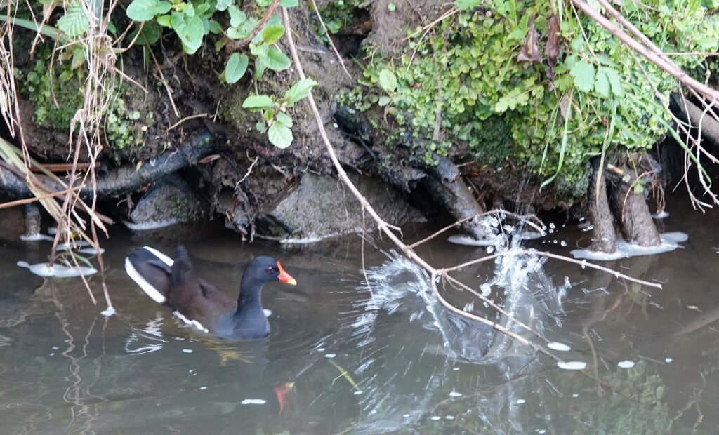 You can hear them plop into the water when startled on the bank. This one surprised a moorhen.