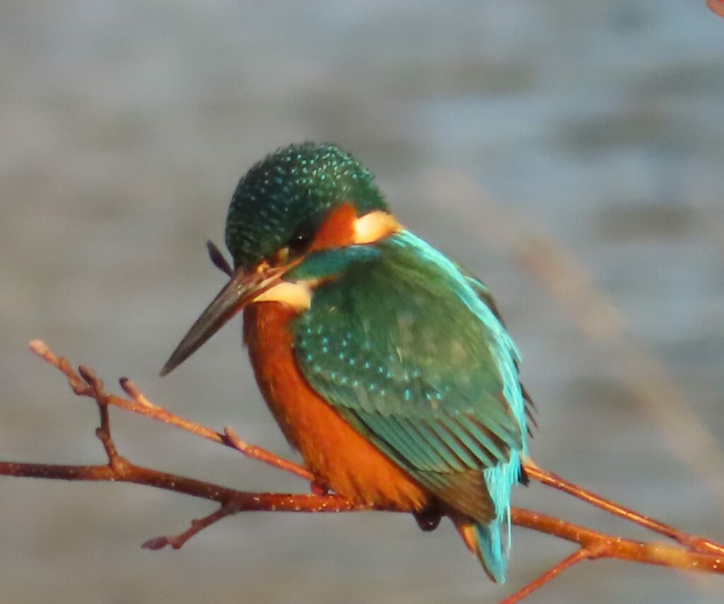 perching kingfisher