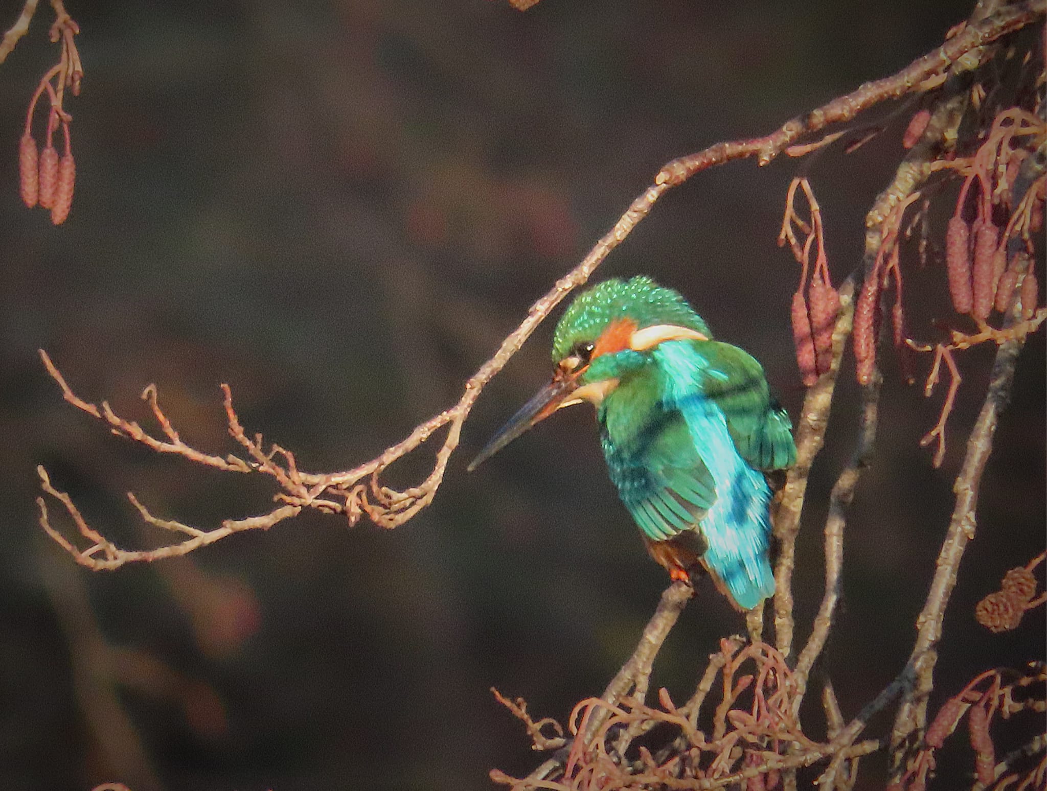 Kingfisher perched in a tree