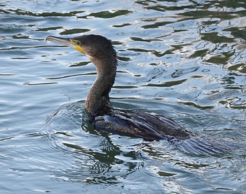 Cormorant on the river Asker with water on its back