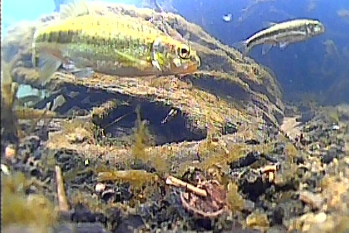 minnow swimming amongst the reeds near the waters edge of the Asker River