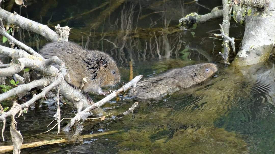 Two water voles in the Asker