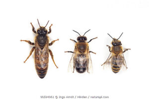 Honey Bee (Apis mellifera) queen, drone, and worker
